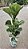 FICUS LYRATA BAMBINO - Pote 15 - Imagem 10