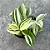 ERVA DA FORTUNA (Tradescantia fluminenses 'variegata') - P11 - Imagem 1