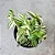 ERVA DA FORTUNA (Tradescantia fluminenses 'variegata') - P11 - Imagem 2