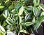 ERVA DA FORTUNA (Tradescantia fluminenses 'variegata') - P11 - Imagem 3
