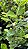 PITANGATUBA (Eugenia neonitida) - Muda com até 60 cm - Imagem 3