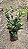PITANGATUBA (Eugenia neonitida) - Muda com até 60 cm - Imagem 5