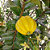 PITANGATUBA (Eugenia neonitida) - Muda com até 60 cm - Imagem 1