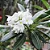 PALMEIRA DE MADAGASCAR (Pachypodium lamerei) - P11 - Imagem 2