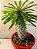 PALMEIRA DE MADAGASCAR (Pachypodium lamerei) - P11 - Imagem 1