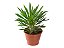 PALMEIRA DE MADAGASCAR (Pachypodium lamerei) - P11 - Imagem 3