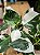 FILODENDRO WHITE WIZARD (Philodendron White Wizard) - Pote 15 - Imagem 6