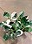 FILODENDRO WHITE WIZARD (Philodendron White Wizard) - Pote 15 - Imagem 5