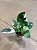 FILODENDRO WHITE WIZARD (Philodendron White Wizard) - Pote 15 - Imagem 4
