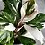 FILODENDRO WHITE WIZARD (Philodendron White Wizard) - P15 - Imagem 1
