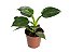 FILODENDRO WHITE WIZARD (Philodendron White Wizard) - P15 - Imagem 4