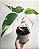 FILODENDRO WHITE WIZARD (Philodendron White Wizard) - P15 - Imagem 3