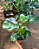 FILODENDRO WHITE WIZARD (Philodendron White Wizard) - Pote 15 - Imagem 4