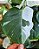 FILODENDRO WHITE WIZARD (Philodendron White Wizard) - Pote 15 - Imagem 7