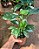 FILODENDRO WHITE WIZARD (Philodendron White Wizard) - Pote 15 - Imagem 8