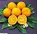 LIMÃO CRAVO ou ROSA (Citrus limonia) - Muda enxertada com 1 metro - Imagem 1