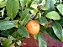 LIMÃO CRAVO ou ROSA (Citrus limonia) - Muda enxertada com 1 metro - Imagem 3