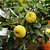LIMÃO DOCE (Citrus limetta) - Muda enxertada com até 1 metro - Imagem 1