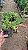 TUIA JACARÉ ou PINHEIRO RASTEIRO (Juniperus horizontalis) - Muda com até 20 cm - Imagem 5