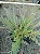 TUIA JACARÉ ou PINHEIRO RASTEIRO (Juniperus horizontalis) - Muda com até 20 cm - Imagem 3
