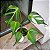 Monstera 'Burle marx Flame' - P15 - Imagem 3