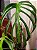 Monstera 'Burle marx Flame' - P15 - Imagem 1
