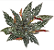 Begonia maculata 'Spotlight Dark' - P12 - Imagem 1