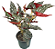 Begonia maculata 'Spotlight Dark' - P12 - Imagem 2