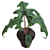 Alocasia Jacklyn - P12 - Imagem 4
