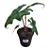 Alocasia Jacklyn - P12 - Imagem 3