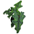 Alocasia Jacklyn - P12 - Imagem 2