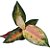Aglaonema Lawan - P12 - Imagem 4