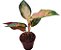 Aglaonema Lawan - P12 - Imagem 3