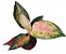 Aglaonema Lawan - P12 - Imagem 2