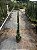 CIPRESTE ITALIANO (Cupressus sempervirens) - Muda - Imagem 3