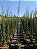 CIPRESTE ITALIANO (Cupressus sempervirens) - Muda - Imagem 4