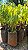 MASTRO ou CHOUPALA (Polyalthia longifolia var. pendula) - Muda - Imagem 9