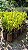 MASTRO ou CHOUPALA (Polyalthia longifolia var. pendula) - Muda - Imagem 7