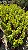 MASTRO ou CHOUPALA (Polyalthia longifolia var. pendula) - Muda - Imagem 11