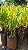 MASTRO ou CHOUPALA (Polyalthia longifolia var. pendula) - Muda - Imagem 8