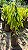 MASTRO ou CHOUPALA (Polyalthia longifolia var. pendula) - Muda - Imagem 10