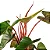 FILODENDRO ESMERALDA RUBRO (Philodendron red emerald) - P17 - Imagem 1
