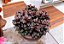 DRACENA BABY RUBRA (Cordyline terminalis baby) - Muda com 70 cm - Imagem 1