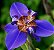 ÍRIS AZUL ou FALSO ÍRIS (Neomarica caerulea) - Imagem 1