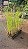 CAPIM DOS PAMPAS (Cortaderia selloana) - Muda com até 60 cm - Imagem 1