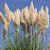 CAPIM DOS PAMPAS (Cortaderia selloana) - Muda com até 30 cm - Imagem 1