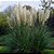 CAPIM DOS PAMPAS (Cortaderia selloana) - Muda com até 30 cm - Imagem 2
