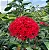 IXÓRA REI (Ixora macrothyrsa) - Muda com até 60 cm - Imagem 1