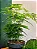 ASPARGO MELINDRE (Asparagus setaceus) - P15 - Imagem 2