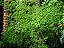 ASPARGO PLUMOSO (Asparagus myriocladus) - Imagem 3